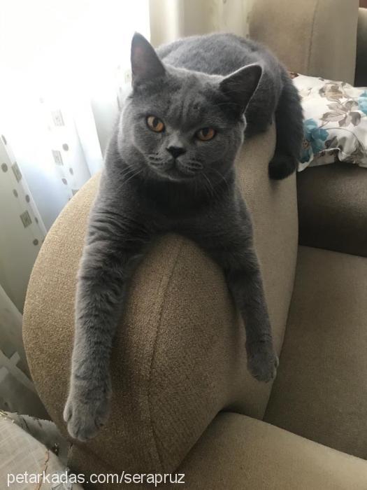 silver Erkek British Shorthair