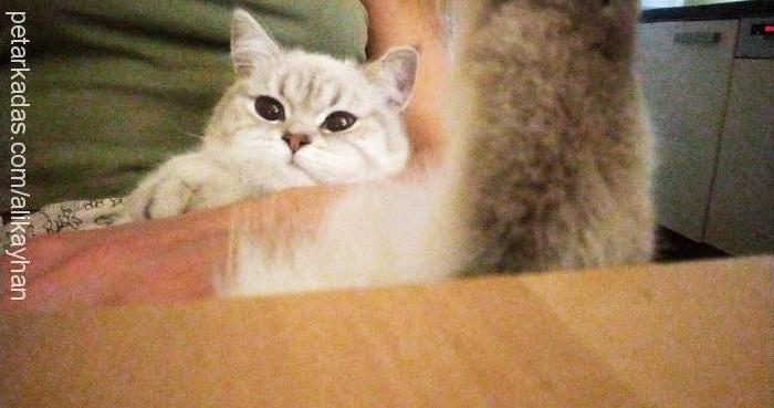 maryjane Dişi British Shorthair