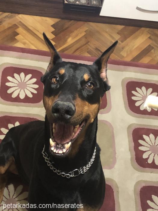 ateş Erkek Doberman Pinscher