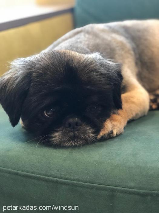 max Erkek Pekingese