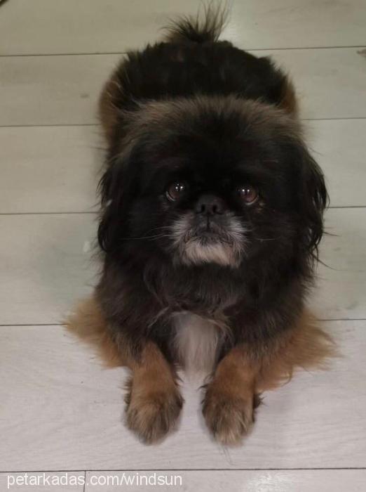 max Erkek Pekingese