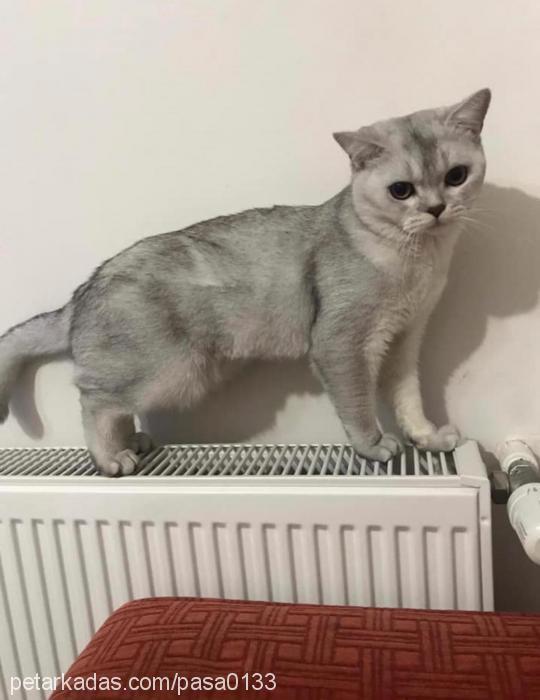 paşa Erkek British Shorthair