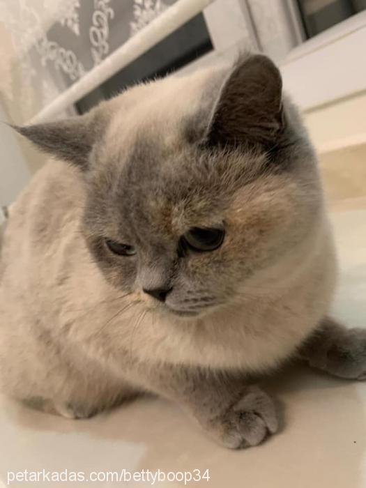 betty Dişi British Shorthair