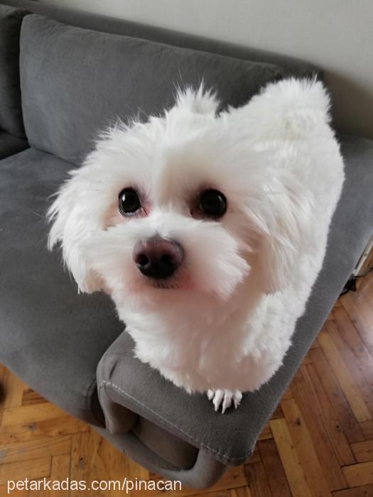 Buddy Erkek Maltese