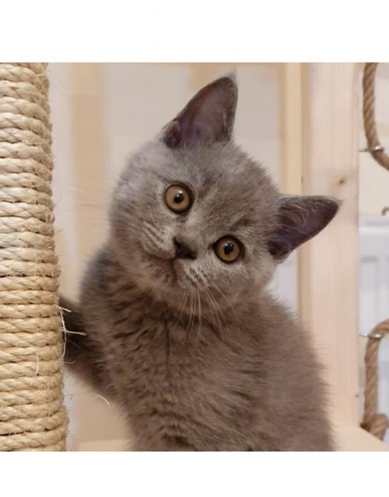 pardus Erkek British Shorthair