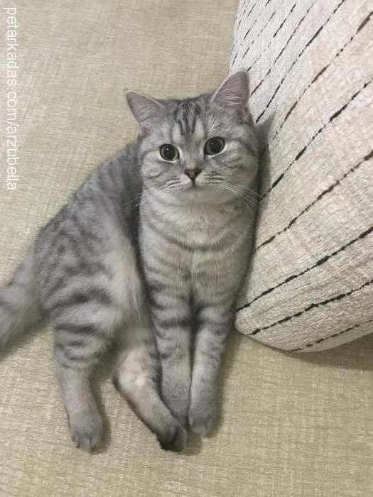 bella Dişi British Shorthair