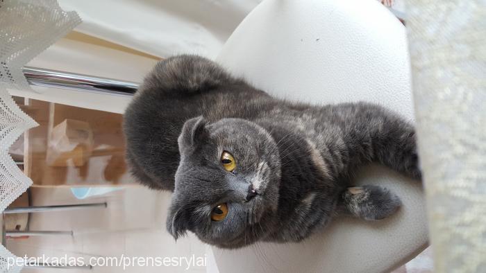 prenses Dişi Scottish Fold