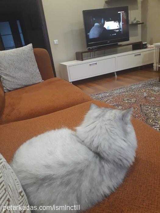 lina Dişi British Shorthair