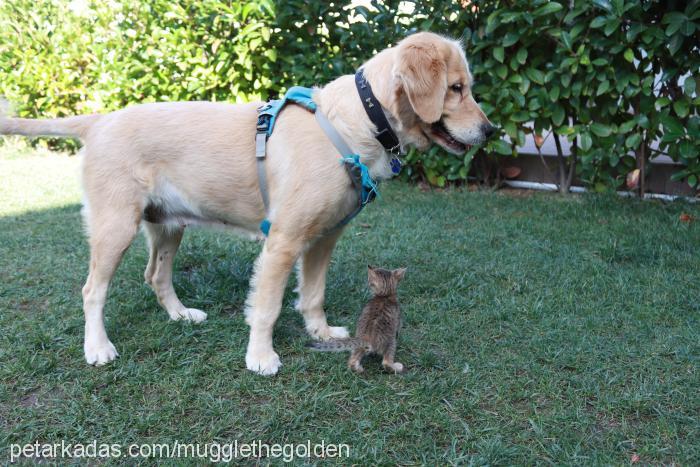 muggle Dişi Golden Retriever