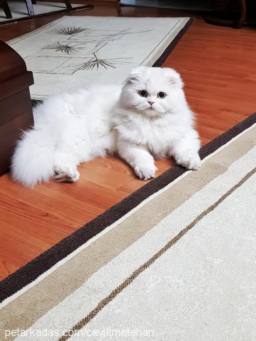 bonbon Dişi British Shorthair