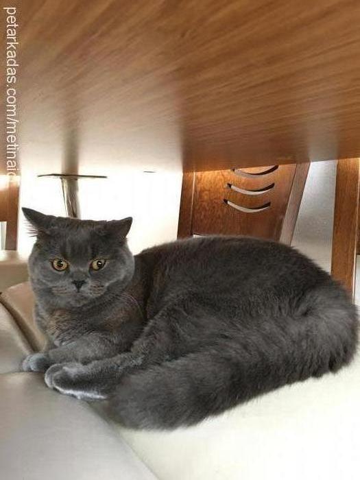 maya Dişi British Shorthair