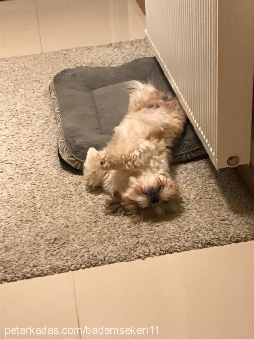 badem Erkek Shih-Tzu