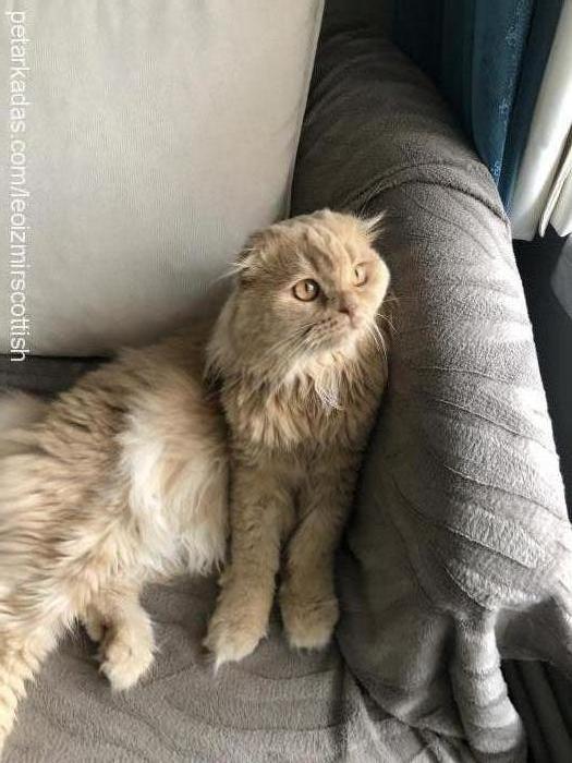 leo Erkek Scottish Fold