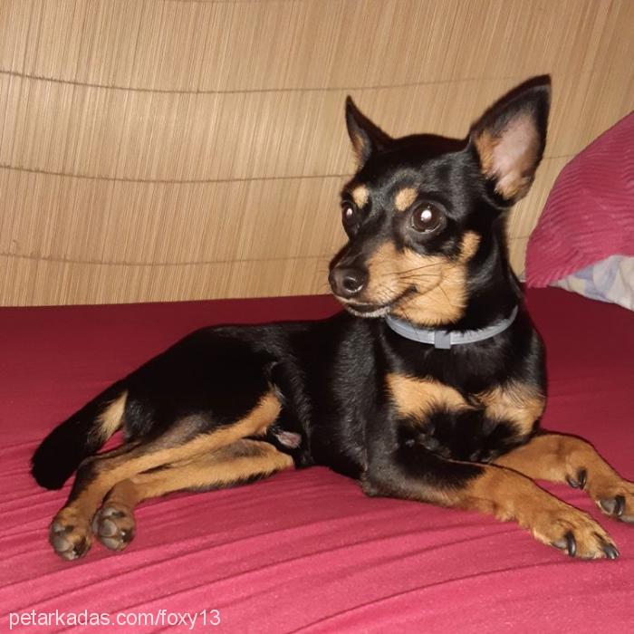 foxy Erkek Minyatür Pinscher