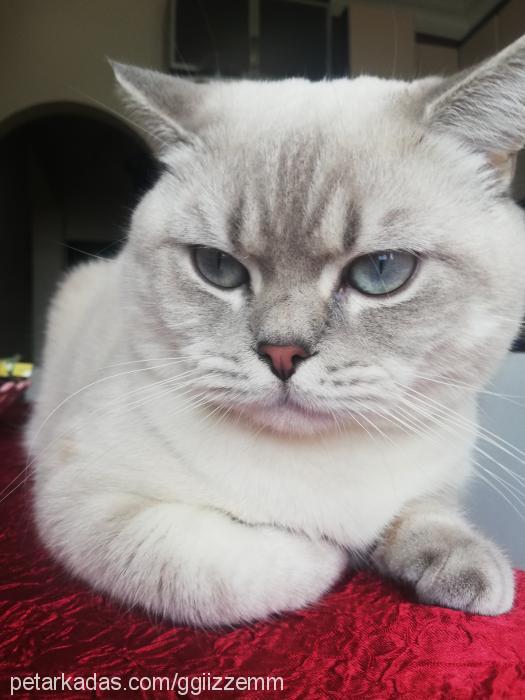 zeus Erkek British Shorthair