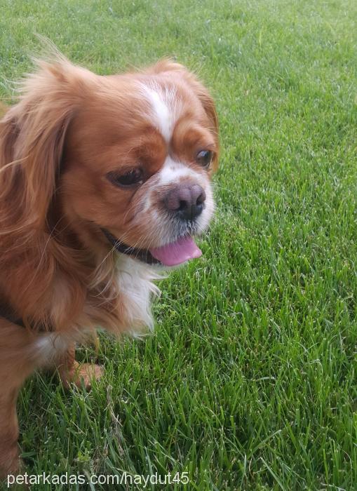 haydut Erkek Tibetli Spaniel