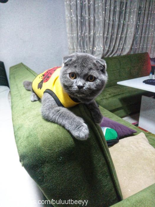 bulut Erkek Scottish Fold