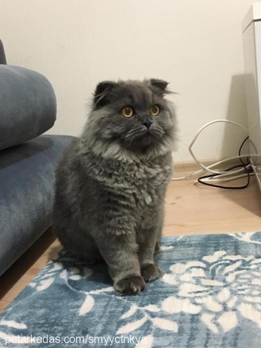 atiba Erkek Scottish Fold