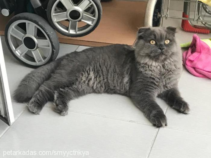 atiba Erkek Scottish Fold