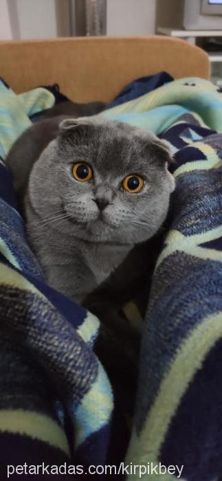 kırpık Erkek Scottish Fold