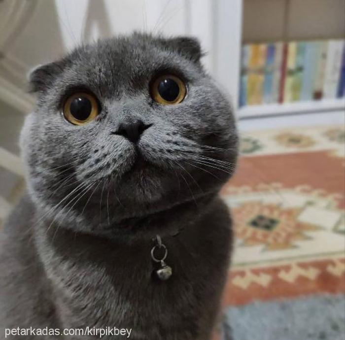 kırpık Erkek Scottish Fold