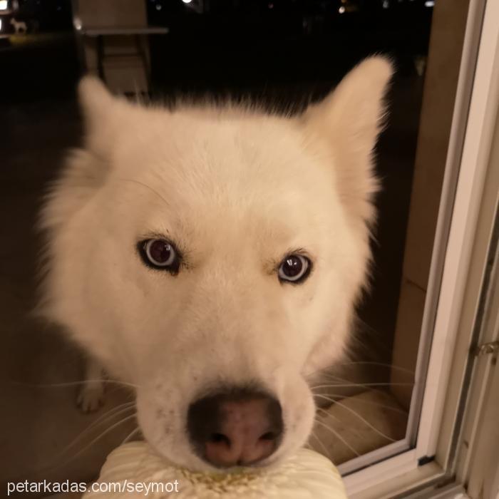 luna Dişi Alaskan Malamute