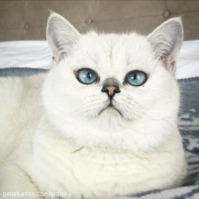 Ice Erkek British Shorthair