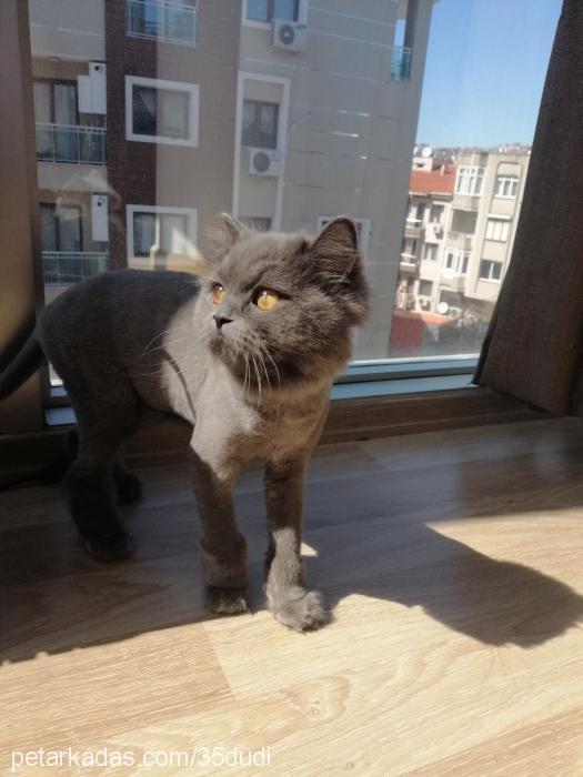 dudi Dişi British Shorthair