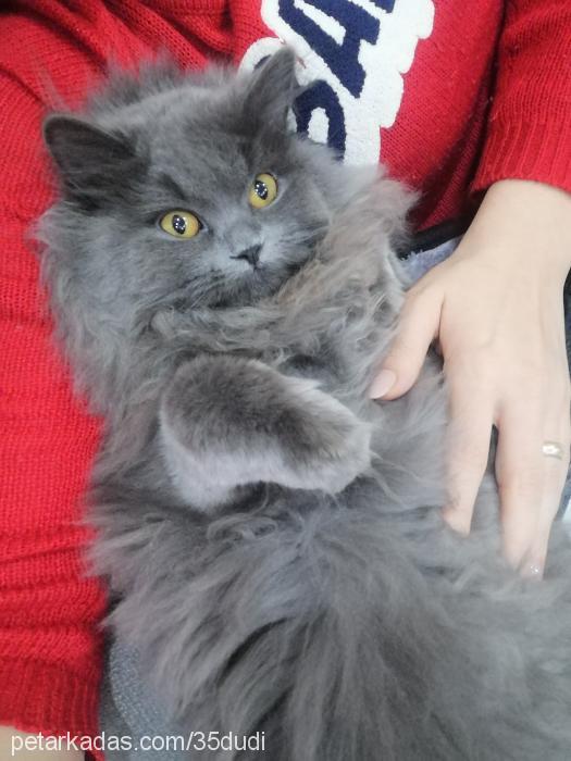 dudi Dişi British Shorthair