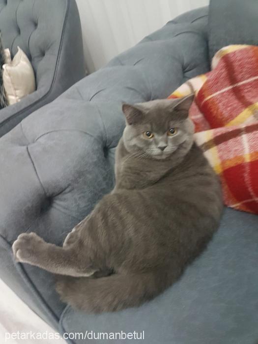 duman Erkek British Shorthair