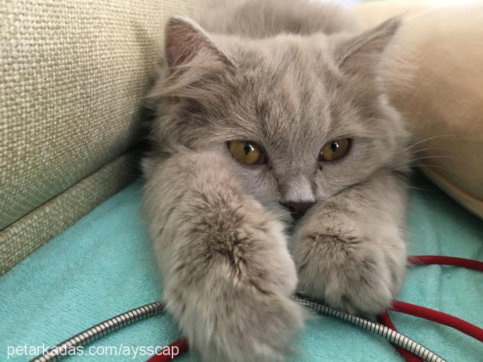 mia Dişi British Shorthair