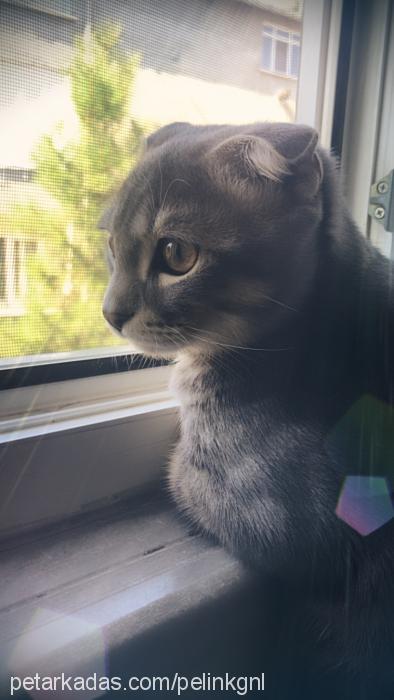 gümüş Erkek Scottish Fold