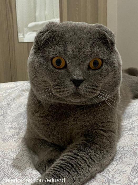 arçi Erkek Scottish Fold