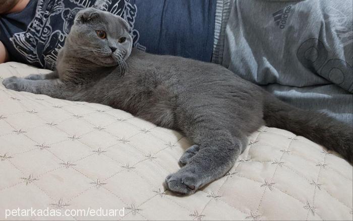 arçi Erkek Scottish Fold