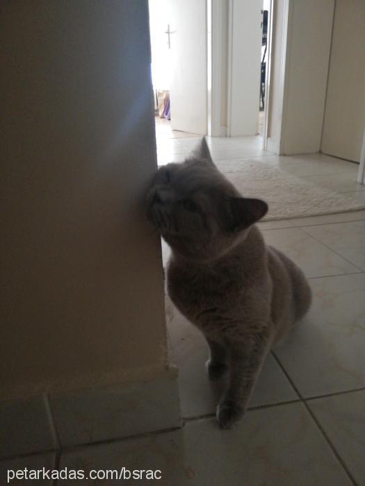 Şerbet Dişi British Shorthair