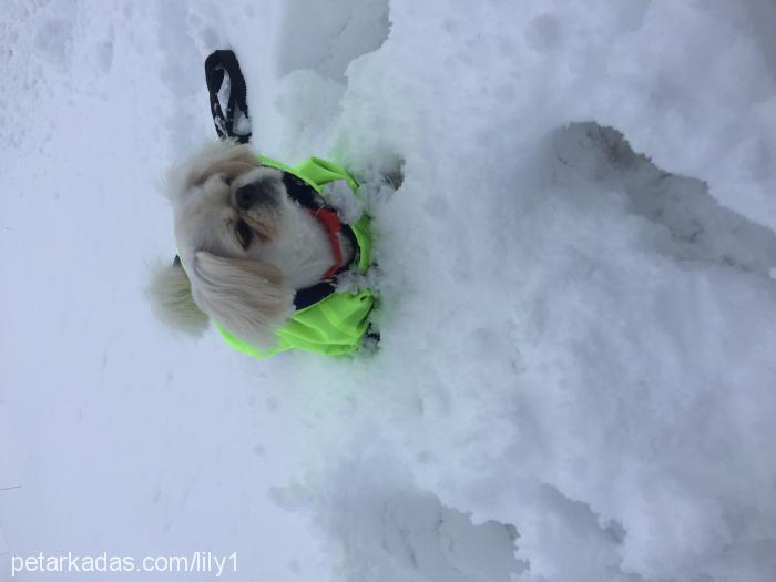 lily Dişi Pekingese