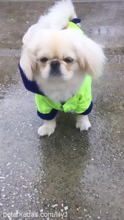 lily Dişi Pekingese