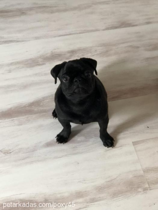 poxy Erkek Pug