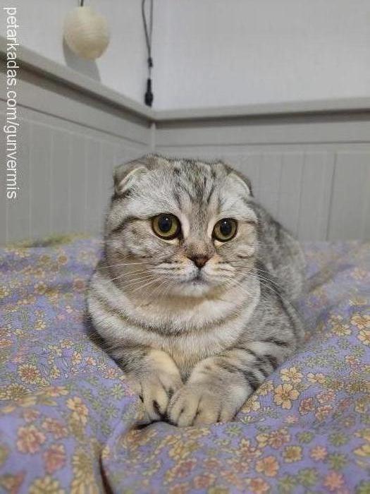 mia Dişi Scottish Fold