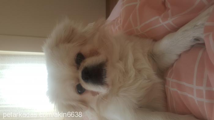 pamuk Erkek Pekingese