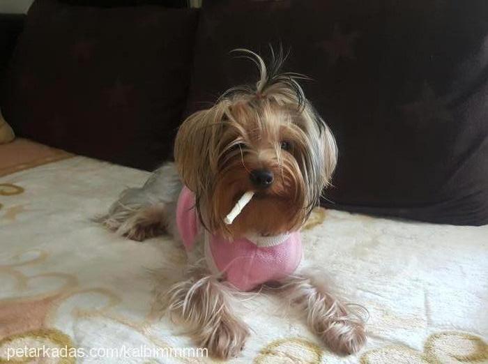 fIndIk Dişi Yorkshire Terrier