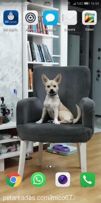 miço Erkek Chihuahua
