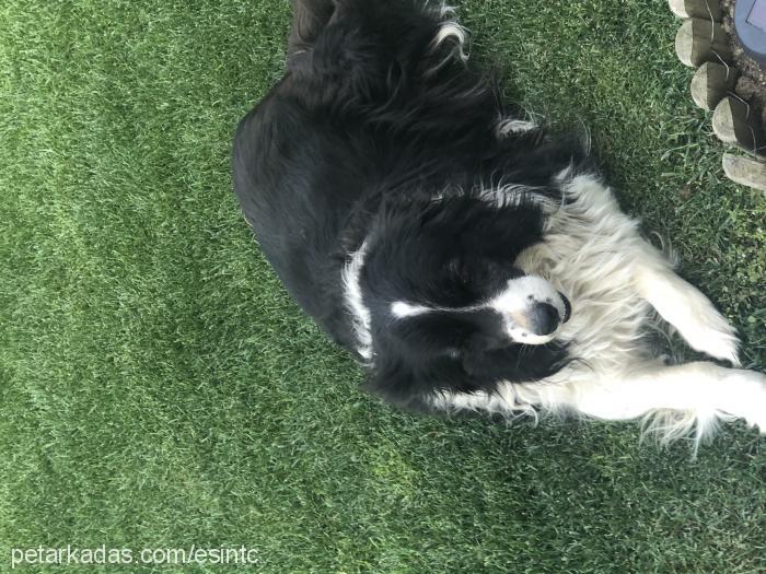 lugi Dişi Border Collie