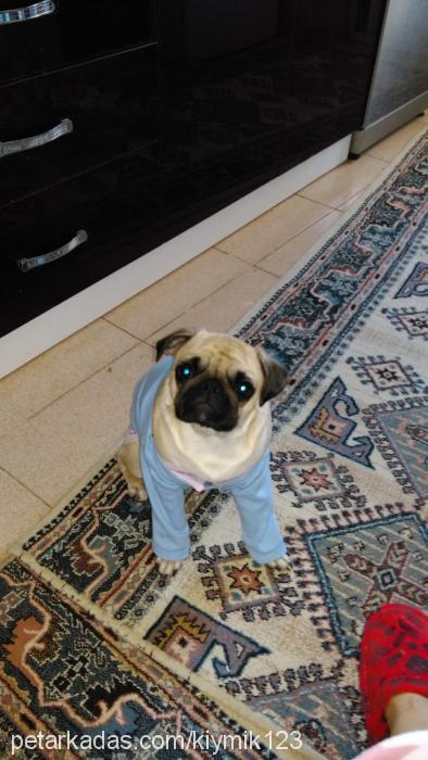 kıymık Dişi Pug