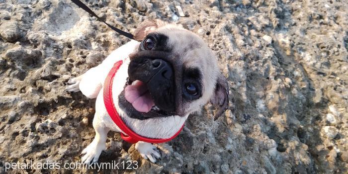 kıymık Dişi Pug