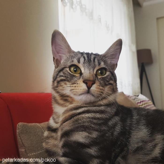 poko Erkek American Shorthair