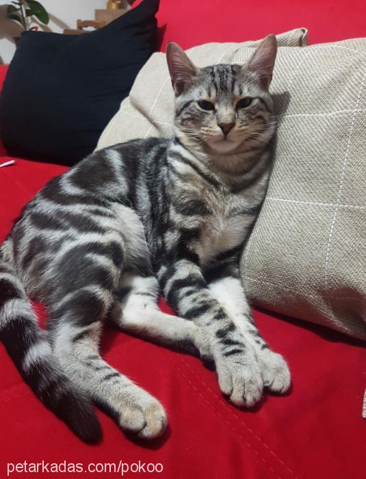 poko Erkek American Shorthair