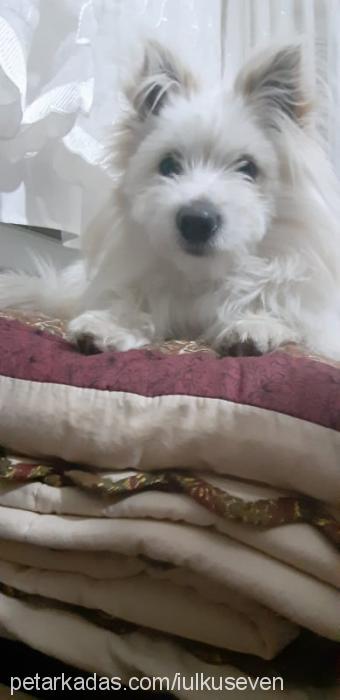 oscar Erkek West Highland White Terrier