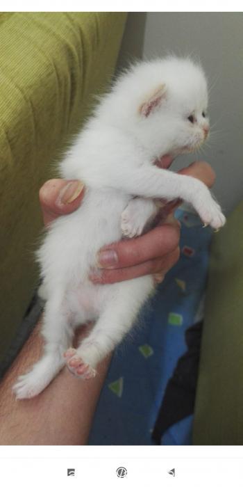 atom Erkek Exotic Shorthair