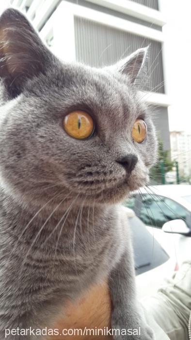 masal Dişi British Shorthair